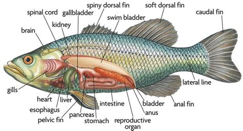 Fish internal organ anatomy in detail - www.anatomynote.com | Fish anatomy, Fish, Anatomy