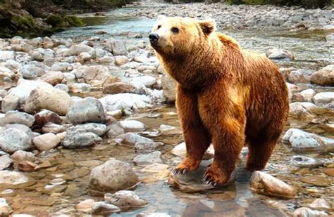 Brown Bear Habitat