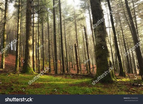 Amazing Colors Forest Autumn Stock Photo 475442332 | Shutterstock