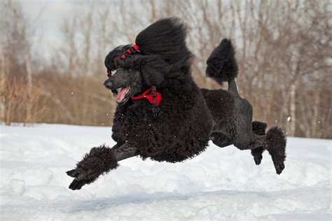 Black Poodle: Learn About This Majestic Canine In Black Coat