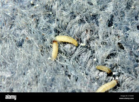 Clothing moth larvae in wool carpet Stock Photo - Alamy