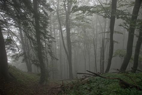 Gloomy forest by lordradi on DeviantArt