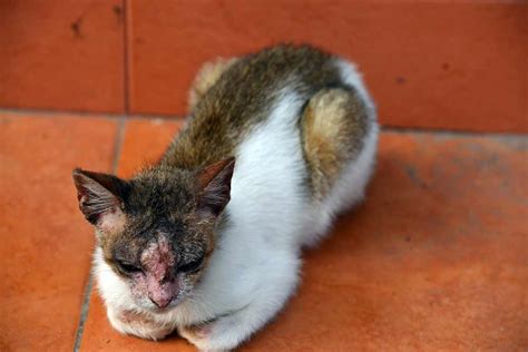 Cat Dermatitis [With Pictures]: Our Vet Explains What to Do - Cat-World