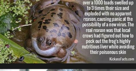 These crazy animal facts will leave you bordered