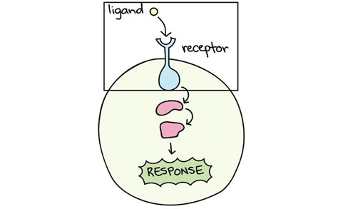 NC DNA Day » Science Word Wednesday: Ligand