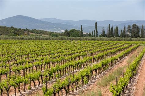 3 Vineyards in Provence to Visit this Summer | Rosé Wine in France