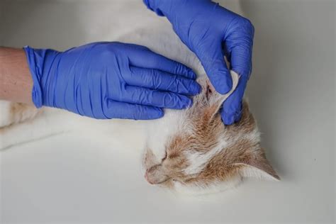 Cat Ear Infection: Causes, Symptoms, and Treatment Options - Veterinarians.org