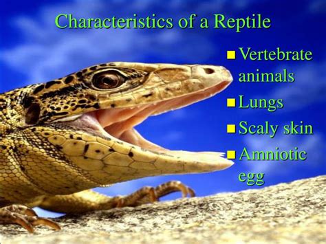 PPT - Reptiles PowerPoint Presentation, free download - ID:1714044