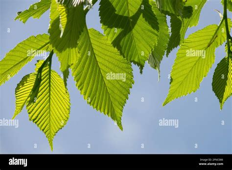 Wych elm Leaves Ulmus glabra Stock Photo - Alamy