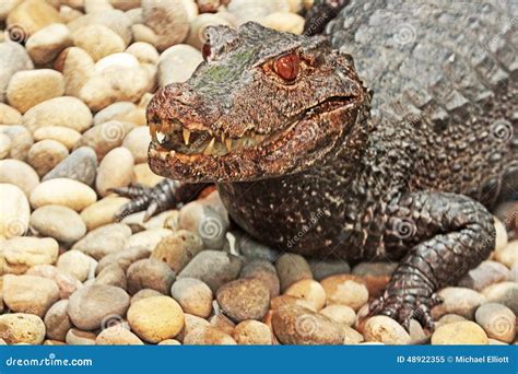 Dwarf Caiman stock image. Image of everglades, fangs - 48922355