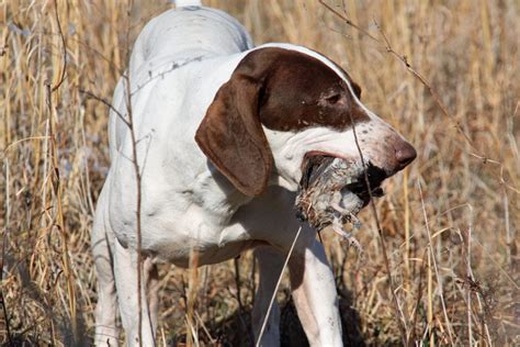 Quail Hunting Comeback | Great Days Outdoors