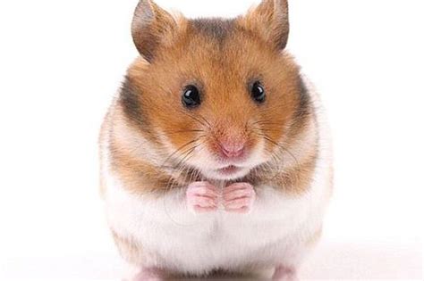 160 Nama Hamster Betina Paling Lucu dan Unik | Si Binatang