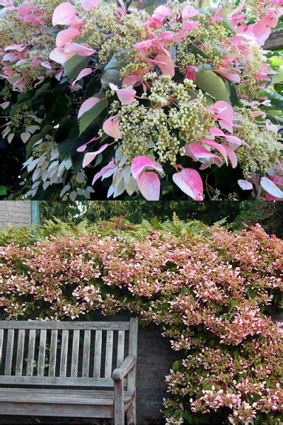 Pink Climbing Hydrangea - Schizophragma hydrangeoides`Roseum ...