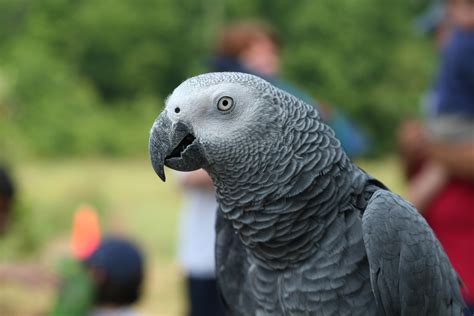 File:African Grey Parrot (Psittacus erithacus)4.jpg - Wikimedia Commons