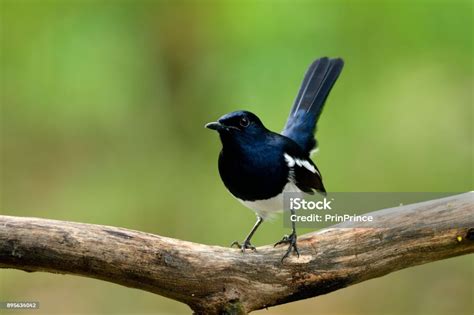 Burung Hitam Putih Ekor Panjang / Anak Jati Jelapang Padi Subhanallah ...