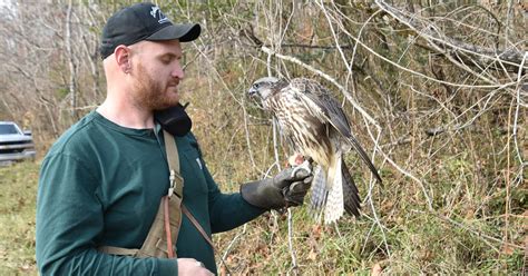 Duck Hunting with a Gyrfalcon | Virginia DWR