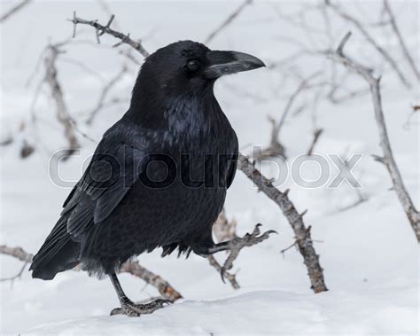 A raven walks in the snow. | Stock image | Colourbox