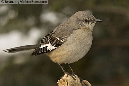 Mockingbird - State bird of Tennessee | Tennessee