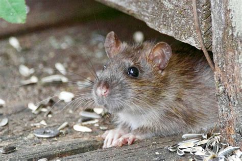 How to Deal with Rats in Your Garden - Integrum