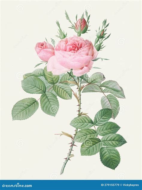 Rose Flower. Botanical Flower Illustration Stock Illustration ...