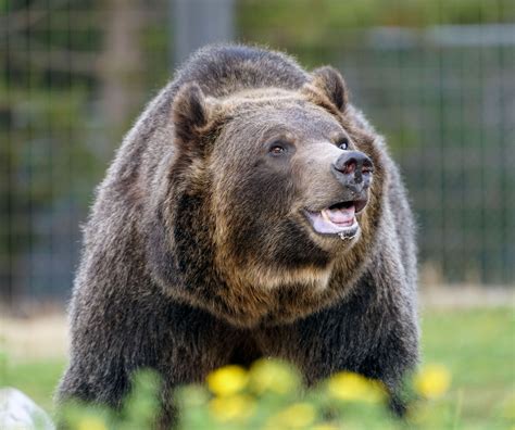 Fate of 22 grizzly bears up to judge's decision. Should trophy hunters be allowed to kill? West ...