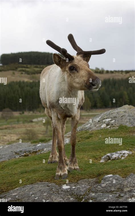 Reindeer male with antlers Rangifer tarandus Highland Wildlife Park ...