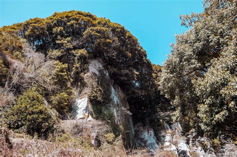 Tangerine Picking Jeju Guide: A Juicy Adventure