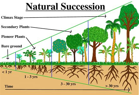 Syntropic Agroforestry Planting Guide, looking for editors - Agricultural Techniques ...