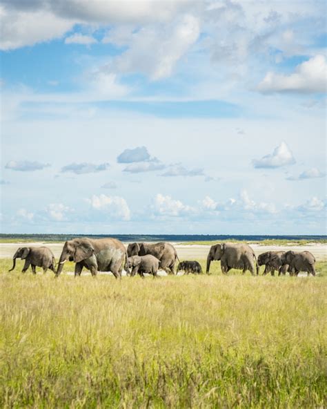 Etosha National Park: A Self Drive Safari in Namibia – Wandering Wheatleys