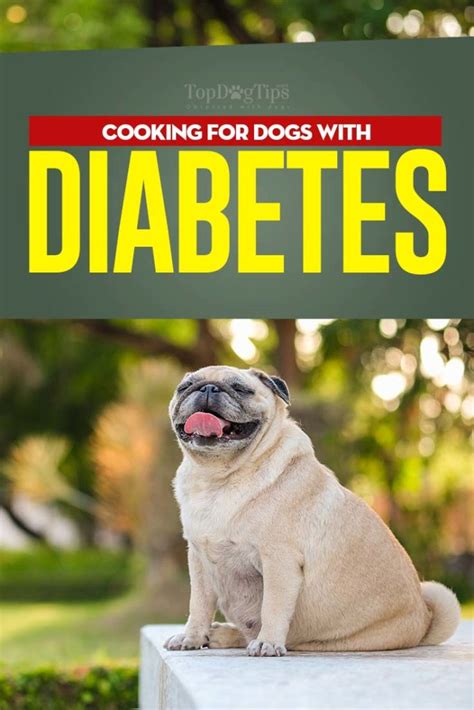 Dog Diabetes Diet: Vet's Guide on What to Feed a Diabetic Dog