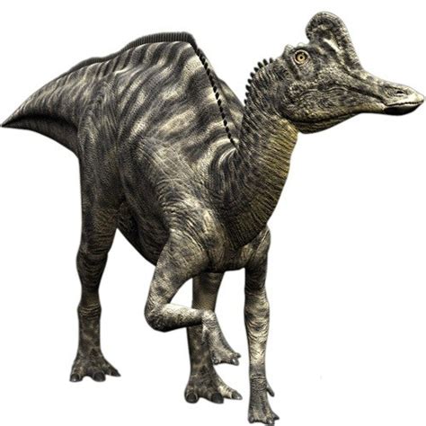 Velafrons Pictures & Facts - The Dinosaur Database