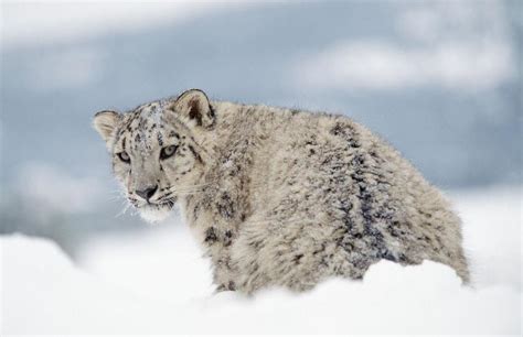 Snow Leopards Rebounding in Afghanistan; Around 100 Prowling in Wakhan Corridor - Khaama Press ...