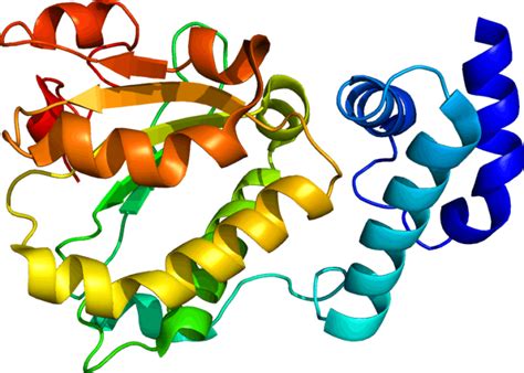 The Building Blocks Of Proteins | Science Trends