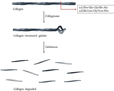 Figure 1 from Structure and Function of Human Matrix Metalloproteinases | Semantic Scholar