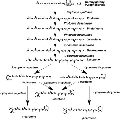 Nutritional Aspects of Phytoene and Phytofluene, Carotenoid Precursors ...