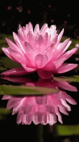 Pink Flower GIF - Pink Flower - Discover & Share GIFs