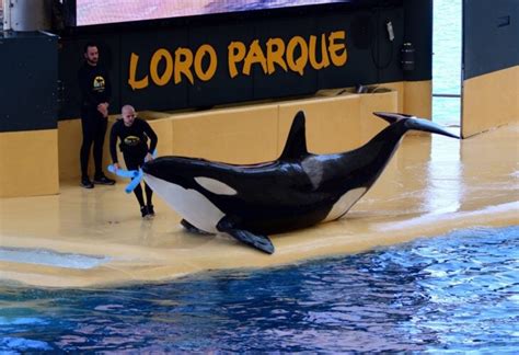 3 Orcas Die Within 18 Months At Popular Tenerife Marine Park Loro Parque