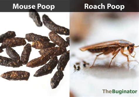 Roach Poop Guide: Pictures, Identify, Compared, 6 Things to Know » The Buginator