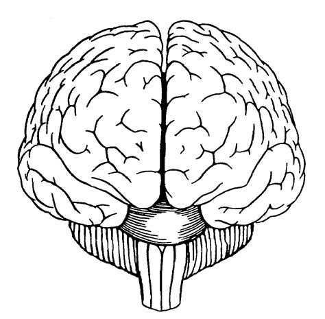 Free Brain Drawing Cliparts, Download Free Brain Drawing Cliparts png ...