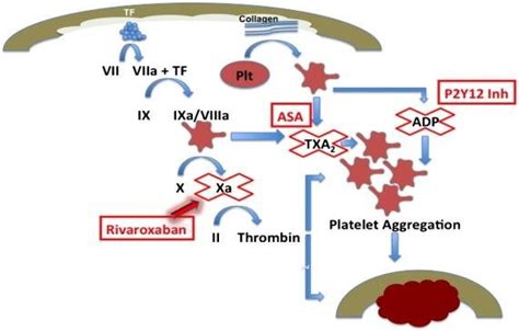 Rivaroxaban Mechanism Of Action