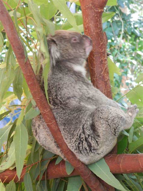 Sleeping koala