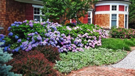 Mid-Sized Shrubs For A Layered Border | Landscaping shrubs, Patio garden design, Shrubs