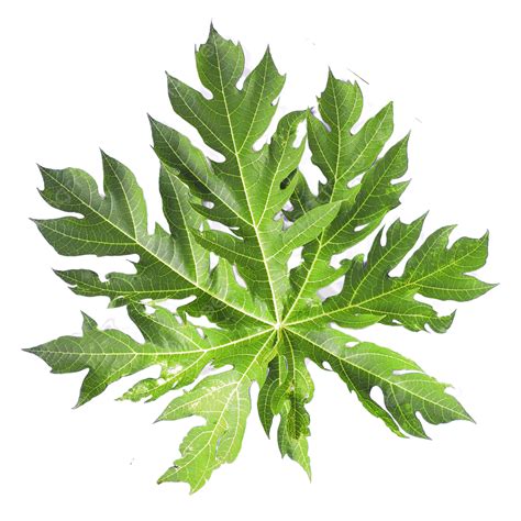 Papaya Leaves, Pawpaw Leaf, Green Leaves, Papaya PNG Transparent Clipart Image and PSD File for ...