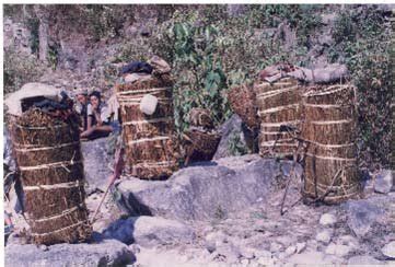 Kangchenjunga landscape, rich in medicinal plant species; Swertia ...