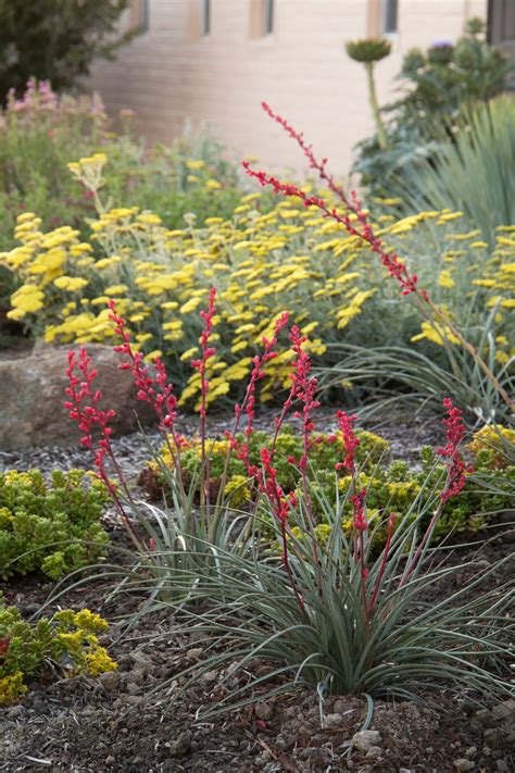 Brakelights® Red Yucca | Red yucca, Yucca plant, Yucca plant landscaping