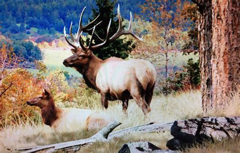 Elk jigsaw puzzle in James P Bolkovac puzzles on TheJigsawPuzzles.com