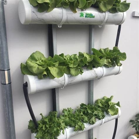 How To Make Home Garden And Fresh Vegetables By PVC Pipe | Hydroponics diy, Raised garden beds ...