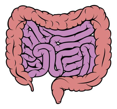 Colon Cartoon Illustrations, Royalty-Free Vector Graphics & Clip Art ...