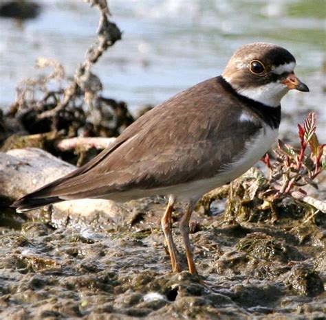 Semipalmated Plover - Charadrius semipalmatus - NatureWorks