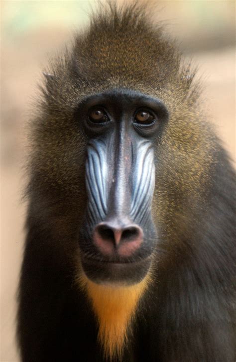 mandrill | mandrill @ everland.korea | IN CHERL KIM | Flickr